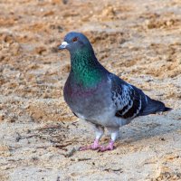 Сизый голубь :: Светлана Ищенко Сизый голубь :: Светлана Ищенко