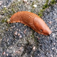 Испанский слизень :: Veera V