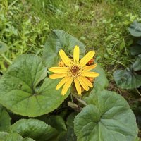 Бузульник зубчатый :: Валерий Иванович