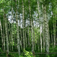 В парке :: Андрей Л. В.