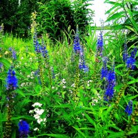 Июль...Разнотравье на берегу  протоки Девкина. :: Владимир 