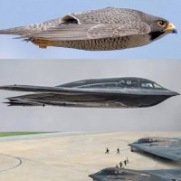 Сокол-Сапсан :: Валерий Кокорев