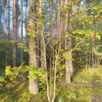 *** :: Денис Бочкарёв