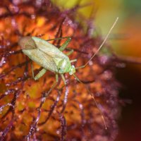 Клопик :: Михаил Соколов