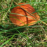 Подосиновик :: Валентина Богатко 