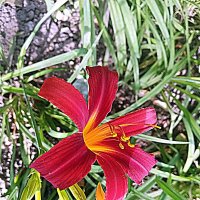 Цветы. :: Владимир Драгунский Цветы. :: Владимир Драгунский