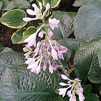 Цветы. :: Владимир Драгунский