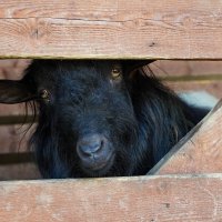 В_РАМКАХ :: Сергей Янович Микк