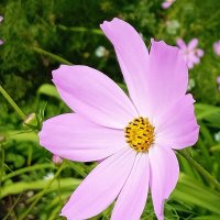 Непричёсанная барыня :: Владимир Кириченко