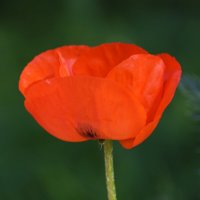 Лето в Ботаническом... Июнь. :: Наташа ***** Лето в Ботаническом... Июнь. :: Наташа *****