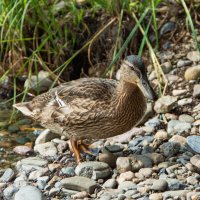 *** :: Николай Чекалин