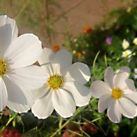 Космеи :: Елена Семигина Космеи :: Елена Семигина