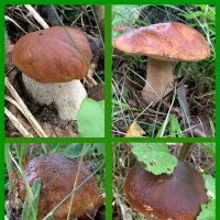 Грибы в лесу. :: Ольга Довженко