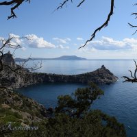 Природа Крыма :: Amazing Cosmea
