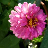 Розовая  Циния :: Валентин Семчишин