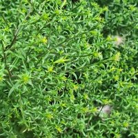 ,,, :: Сергей Тимоновский