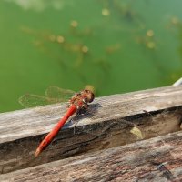 Стрекоза :: Любимова Ольга 