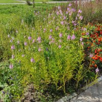 Клумба на территории храма :: Игорь Ч.