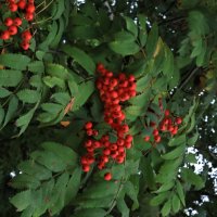 Осень :: Екатерина Лазуренкова