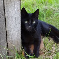 Умнейший красавец :: Антонина Гугаева