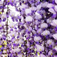 Глициния :: Наталья 