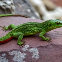 Ящерица :: Aleksey Afonin