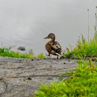 А я иду такая вся... :: Михаил Петрик