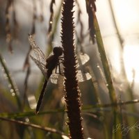 *** :: Елена Kазак (selena1965) *** :: Елена Kазак (selena1965)