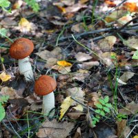 Грибы пошли :: Сергей Ц