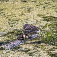 Семейка :: Сергей Фомичев