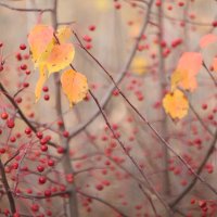 Дыхание осени :: Дмитрий Петров