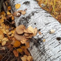 Грибы? :: Дмитрий Петров