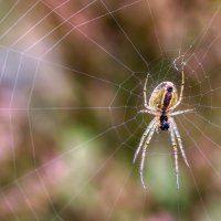 Арахнофобия :: Владимир Колесников