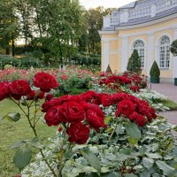 Розы Оранжерейного сада. :: Лия ☼ Розы Оранжерейного сада. :: Лия ☼