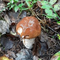 Про грибы :: Наталья Герасимова