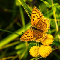 *** :: Yuri Chudnovetz