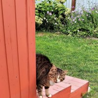 - Опять без рыбы пришёл? :: Валерий Судачок