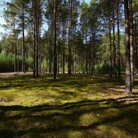 сосновый бор :: сергей 