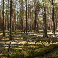 грибные места :: сергей грибные места :: сергей