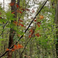 *** :: Наталья Герасимова