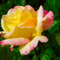 Роза в конце лета. :: Милешкин Владимир Алексеевич 