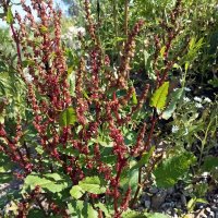 Щавель воробьиный :: Veera V Щавель воробьиный :: Veera V