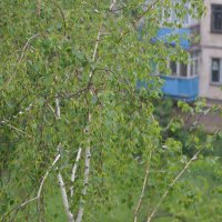 ..... :: Алексей Зеленцов