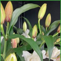 Букет лилий в салоне. :: Ольга Довженко