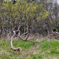 Лес где танцует БЕС 1. :: Сергей Калиновский