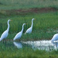 Белые цапли :: Игорь Шабалин Белые цапли :: Игорь Шабалин