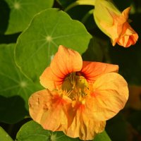 Настурция :: Татьяна Лютаева