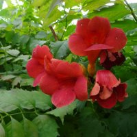 Кампсис :: PRP 