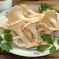 Вешенка белая ильмовая :: Андрей Заломленков