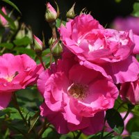 Лето в Ботаническом... Июнь. :: Наташа ***** Лето в Ботаническом... Июнь. :: Наташа *****